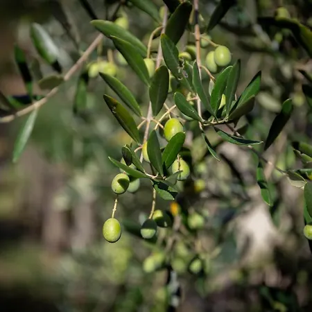 Daire Olivium La Spezia