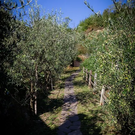 Olivium * Специя